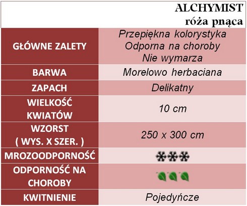Alchymist róże pnące
